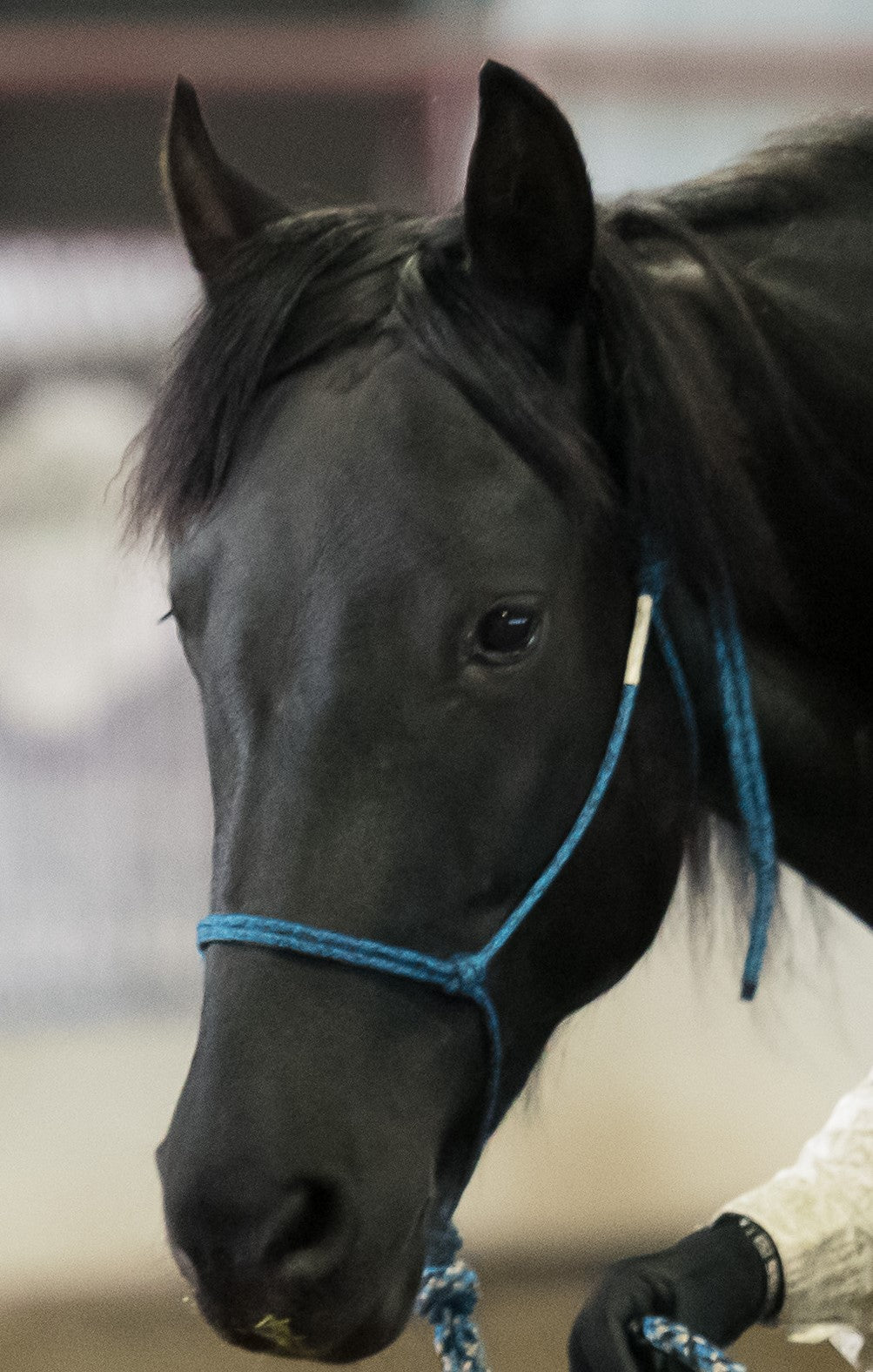 I have used MagRestore pellets for 5 years for my mare.