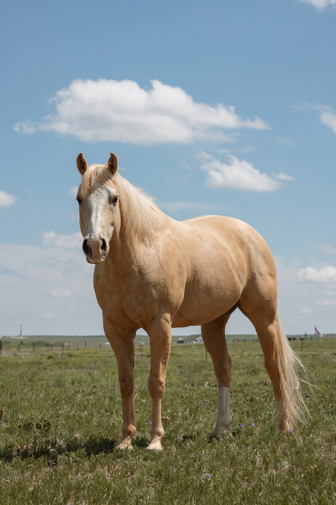Heather's horse