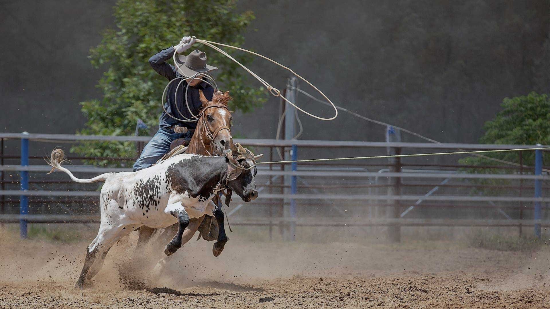 Western style horse and rider